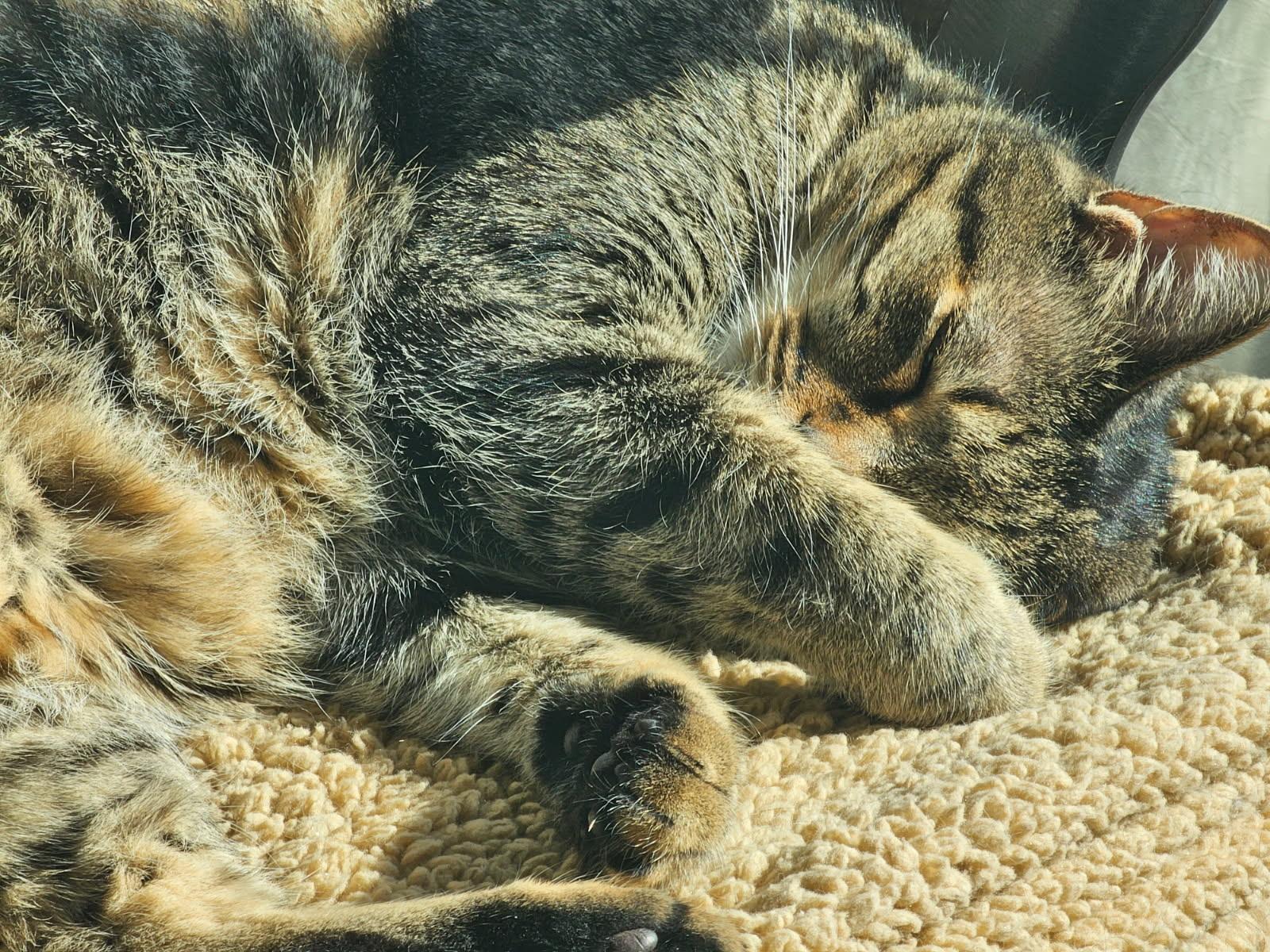 Enlarge Olivia, an adopted Domestic Short Hair in Bonita Springs, FL image 4/4