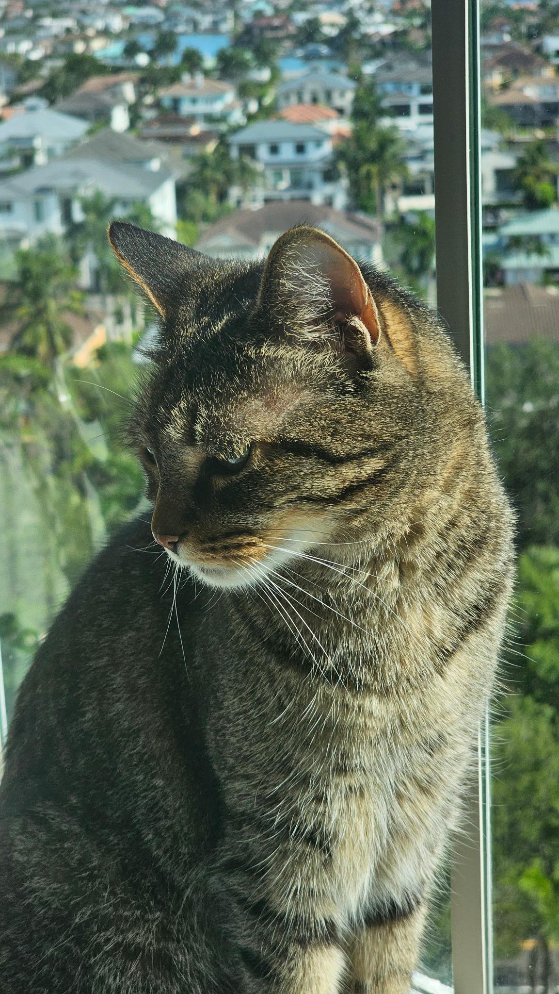 Enlarge Olivia, an adopted Domestic Short Hair in Bonita Springs, FL image 2/4