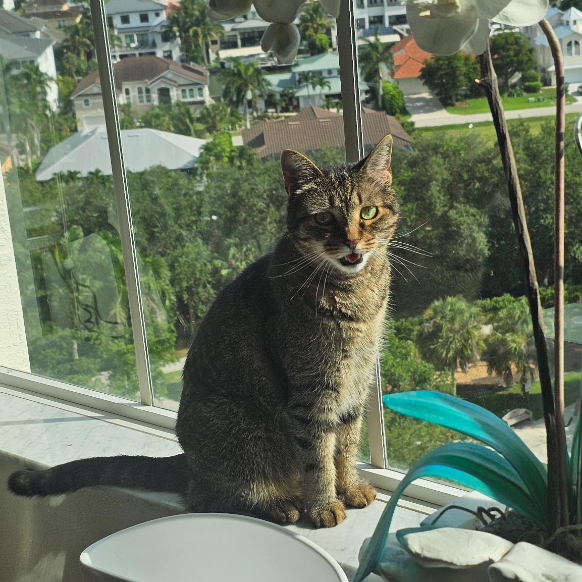 Olivia, adopted, Senior Female Domestic Short Hair.