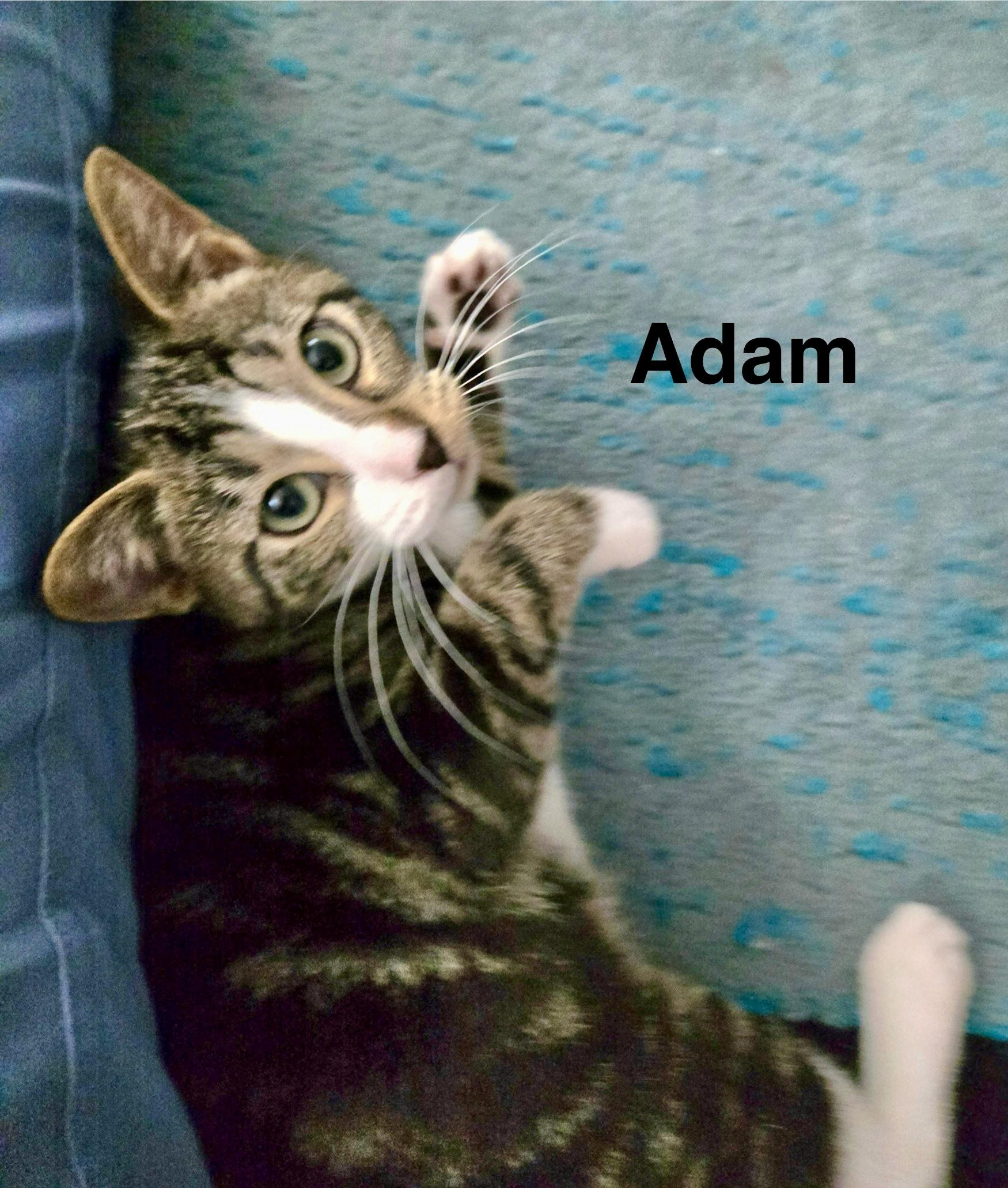 Enlarge Adam, a Adoptable Domestic Short Hair in North Tonawanda, NY image 1/1