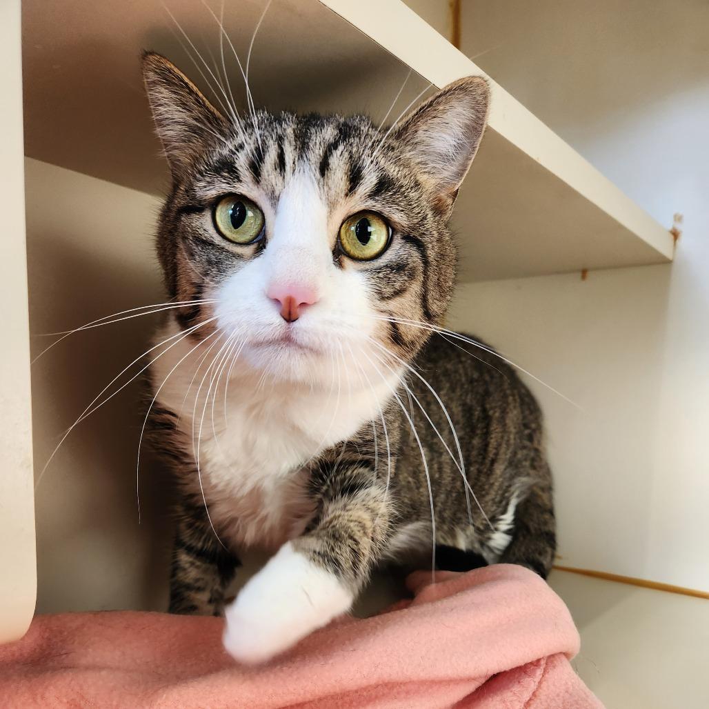 Beanie, Adoptable, Adult Female Domestic Short Hair.