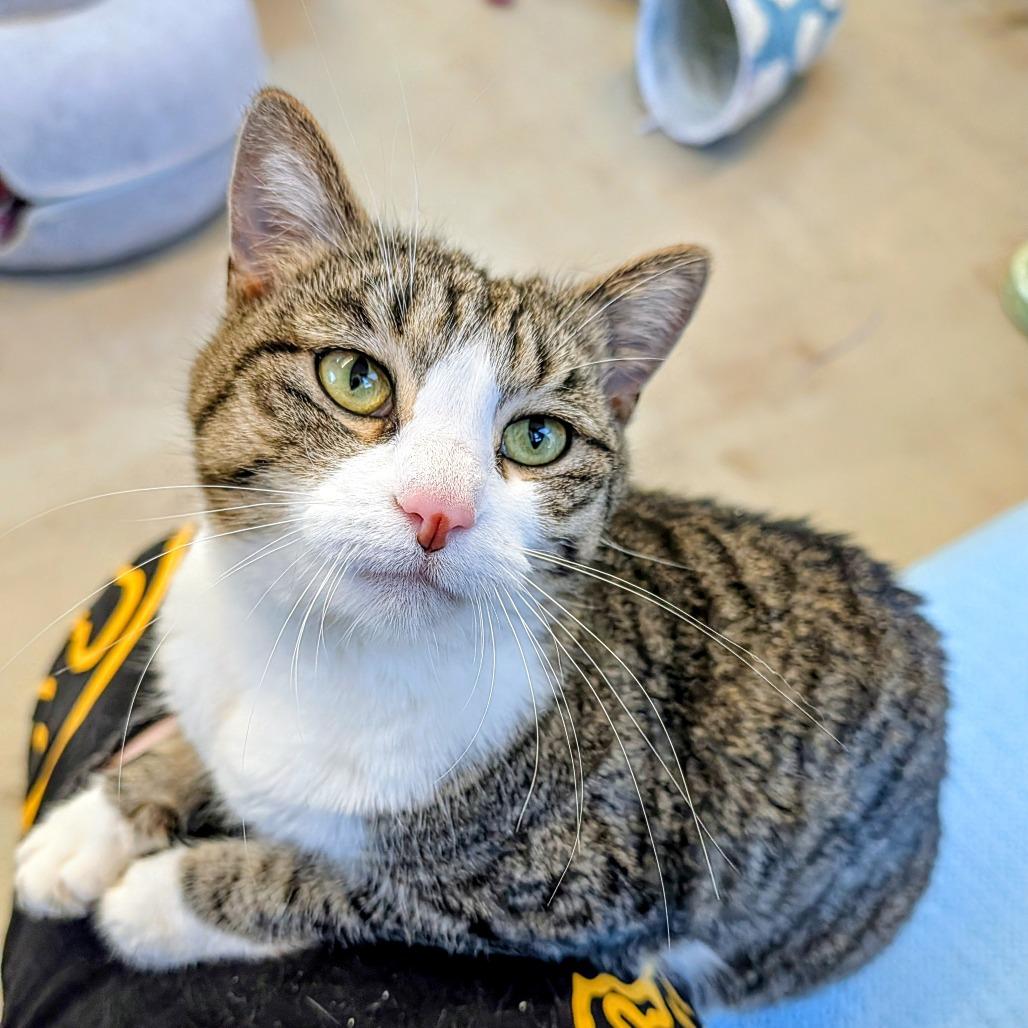 Enlarge Beanie, a Adoptable Domestic Short Hair in Delaware, OH image 2/6