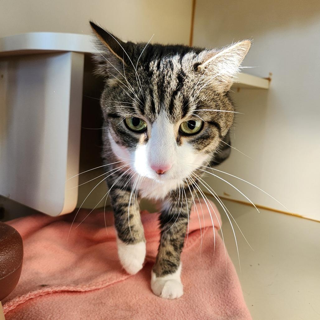 Enlarge Beanie, a Adoptable Domestic Short Hair in Delaware, OH image 3/6