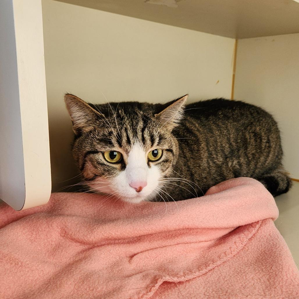 Enlarge Beanie, a Adoptable Domestic Short Hair in Delaware, OH image 4/6