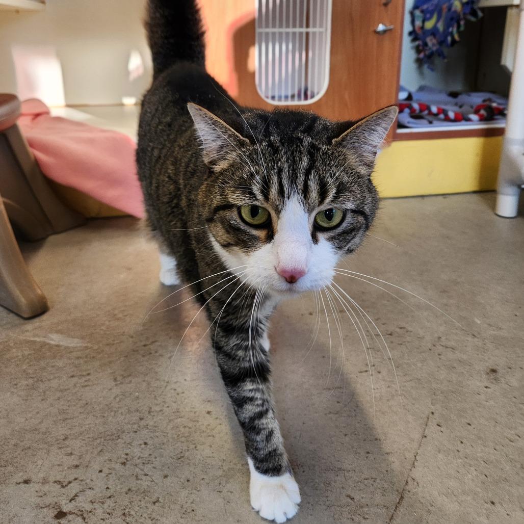 Enlarge Beanie, a Adoptable Domestic Short Hair in Delaware, OH image 5/6