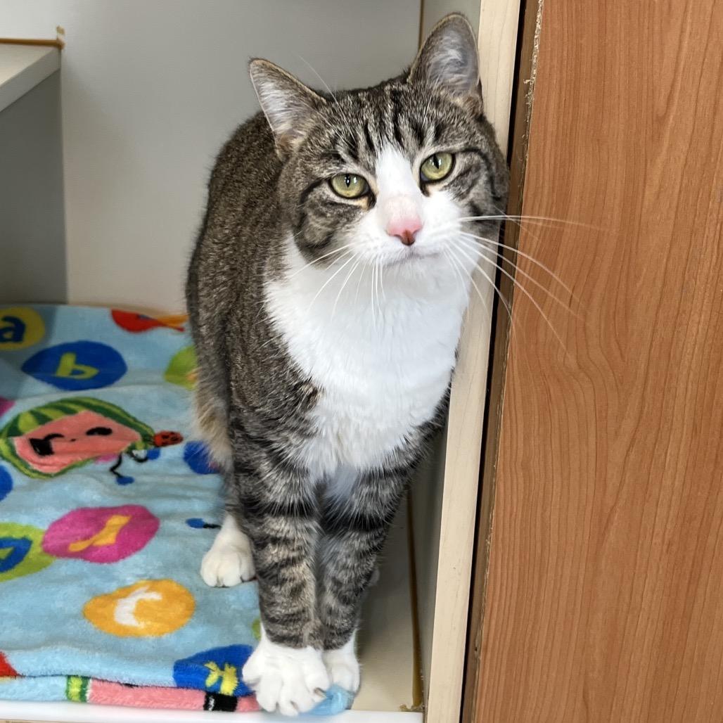 Enlarge Beanie, a Adoptable Domestic Short Hair in Delaware, OH image 6/6