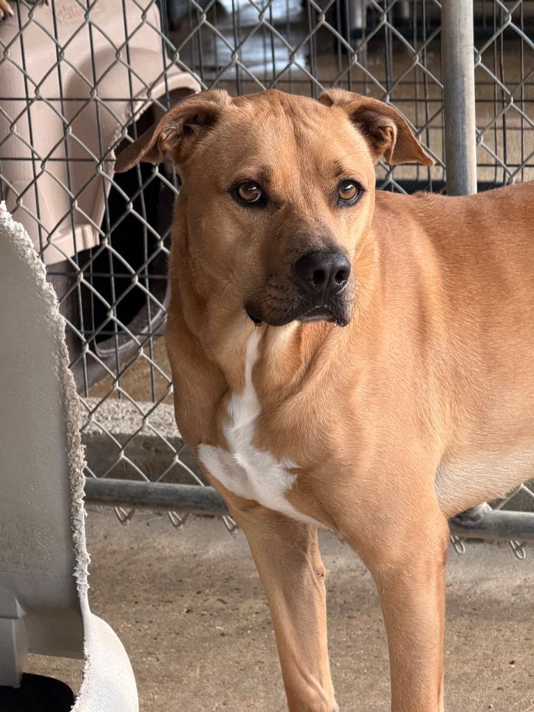 Enlarge Rufus, a Adoptable mixed breed in Denham Springs, LA image 1/2