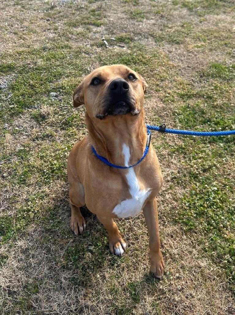 Enlarge Rufus, a Adoptable mixed breed in Denham Springs, LA image 2/2