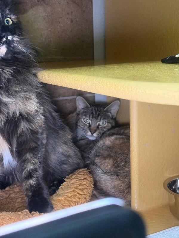 Enlarge Gabby, a Adoptable mixed breed in Westminster, CO image 1/6