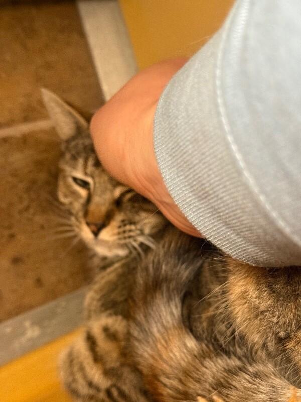 Enlarge Gabby, a Adoptable mixed breed in Westminster, CO image 2/6