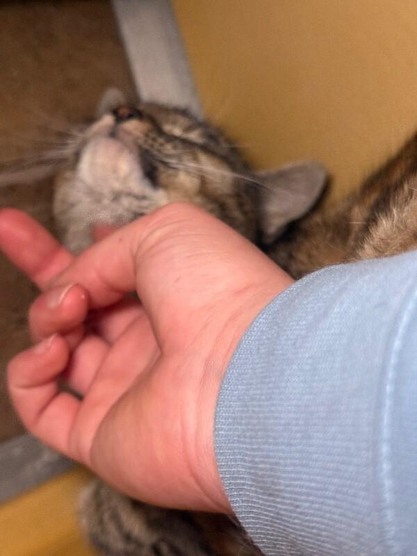 Enlarge Gabby, a Adoptable mixed breed in Westminster, CO image 4/6