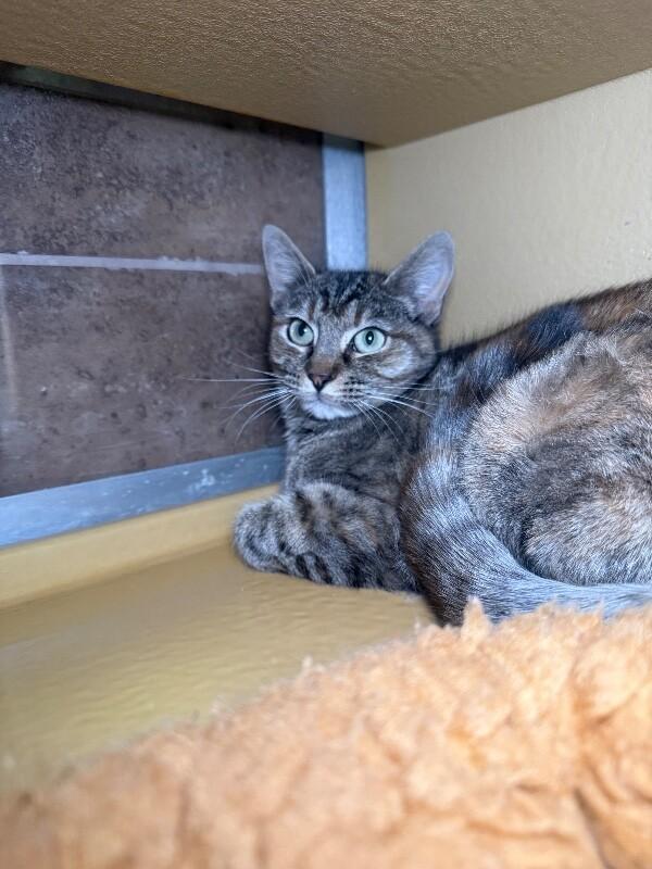 Enlarge Gabby, a Adoptable mixed breed in Westminster, CO image 5/6