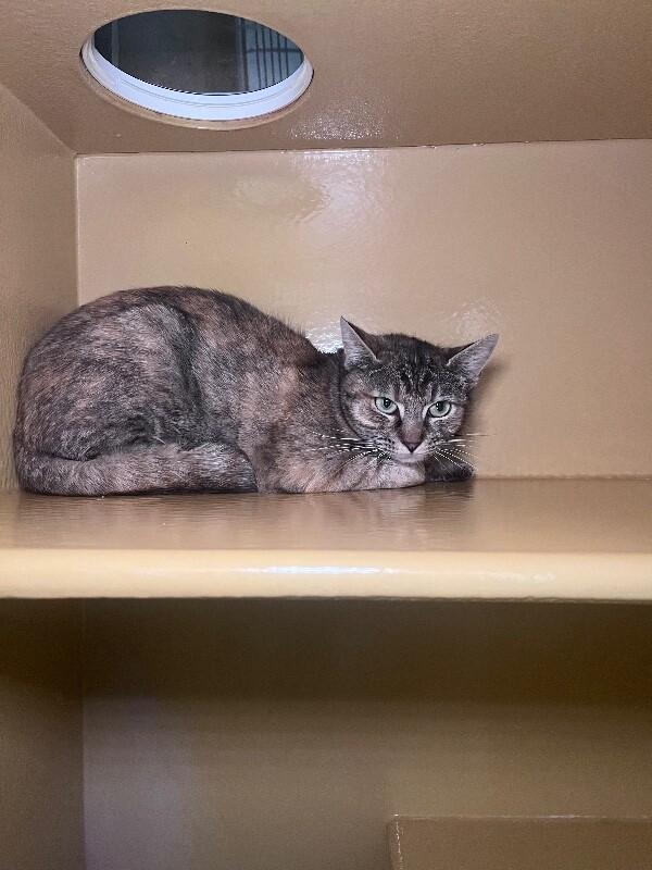 Gabby, Adoptable, Adult Female Domestic Short Hair & Domestic Short Hair.