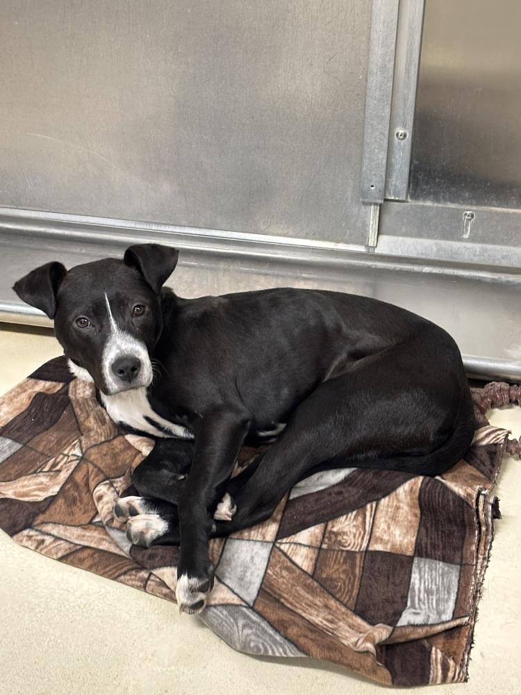 Enlarge Muffin, a Adoptable mixed breed in Kalamazoo, MI image 1/4