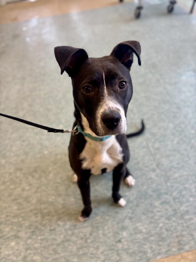 Enlarge Muffin, a Adoptable mixed breed in Kalamazoo, MI image 2/4