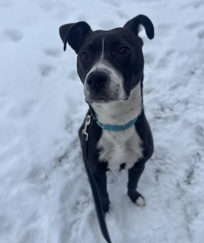 Enlarge Muffin, a Adoptable mixed breed in Kalamazoo, MI image 4/4