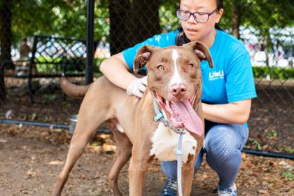 Yakko Warner - IN FOSTER, a Adoptable Mixed Breed in Chamblee, GA image 1/3