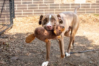 Yakko Warner - IN FOSTER, a Adoptable Mixed Breed in Chamblee, GA image 2/3