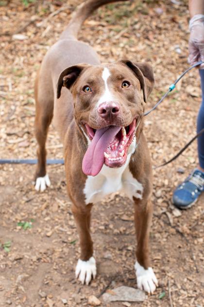 Yakko Warner - IN FOSTER, a Adoptable Mixed Breed in Chamblee, GA image 3/3