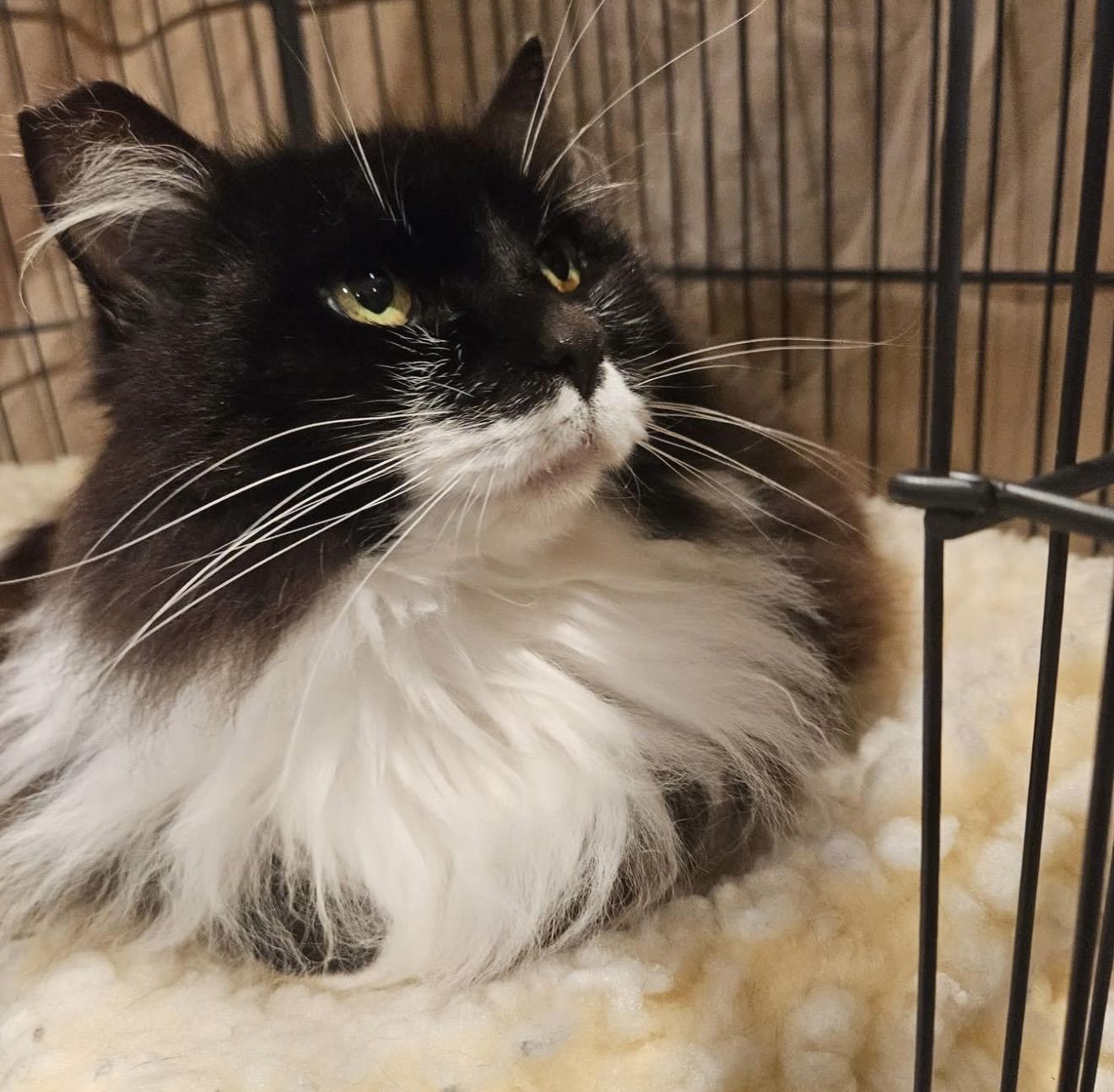 Enlarge Bethey (Bethlehem), a ADOPTABLE mixed breed in Santa Rosa, CA image 2/2