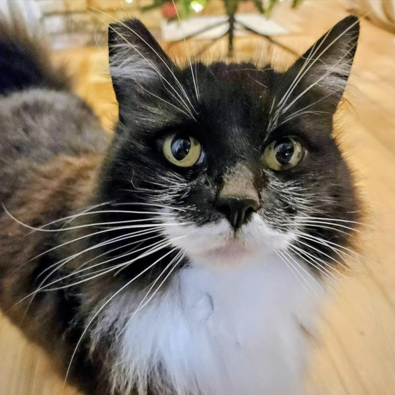 Enlarge Bethey (Bethlehem), a ADOPTABLE mixed breed in Santa Rosa, CA image 1/2