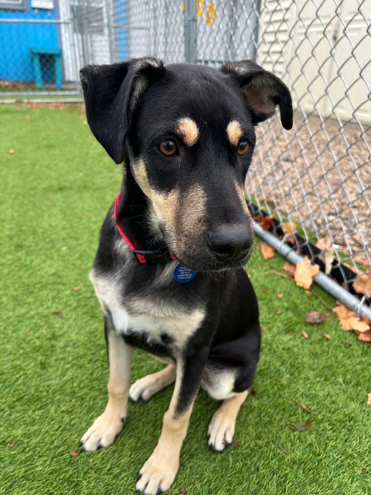 Vin Diesel, a Adoptable mixed breed in Cedar Rapids, IA image 2/5