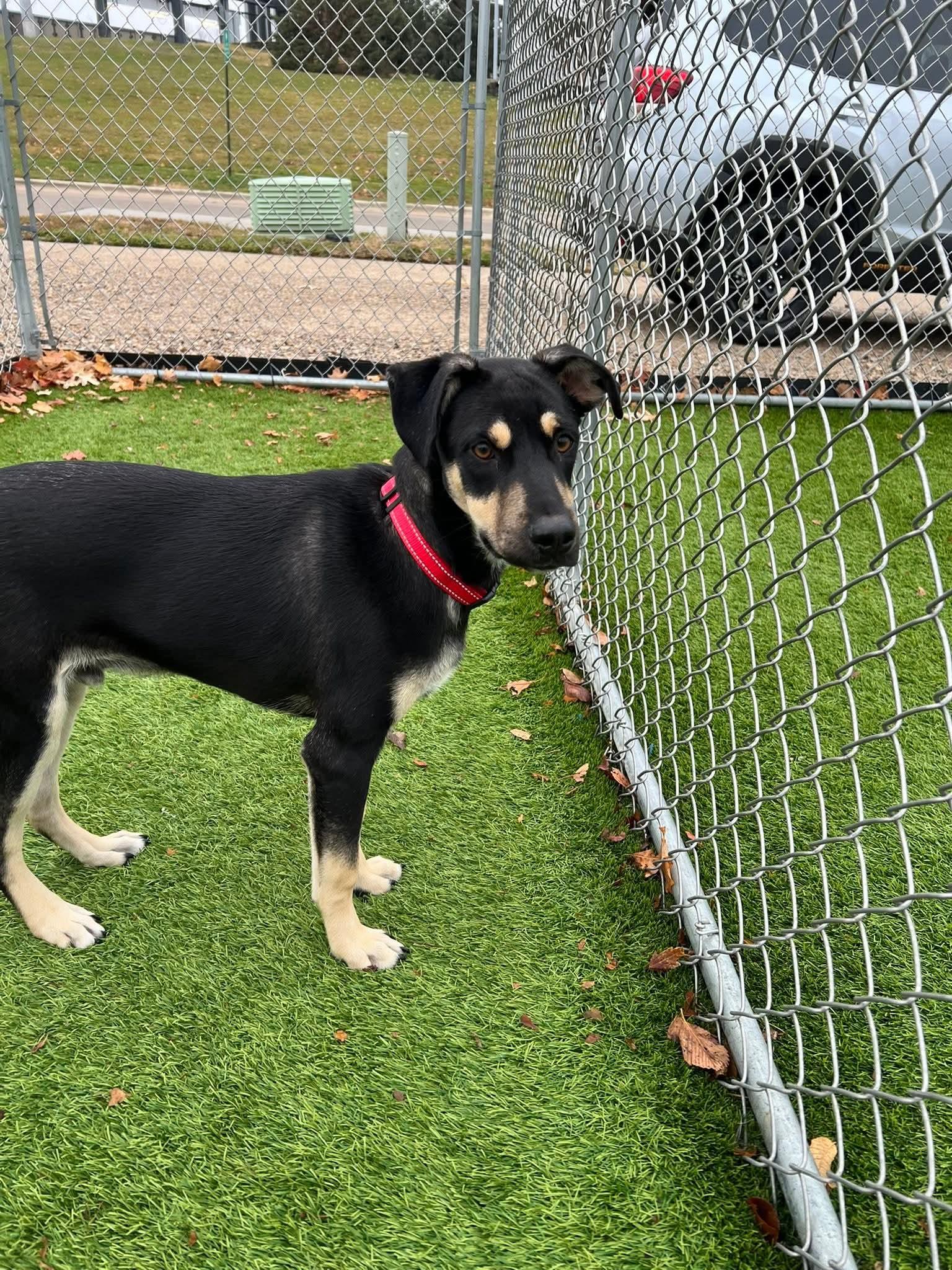 Vin Diesel, a Adoptable mixed breed in Cedar Rapids, IA image 3/5