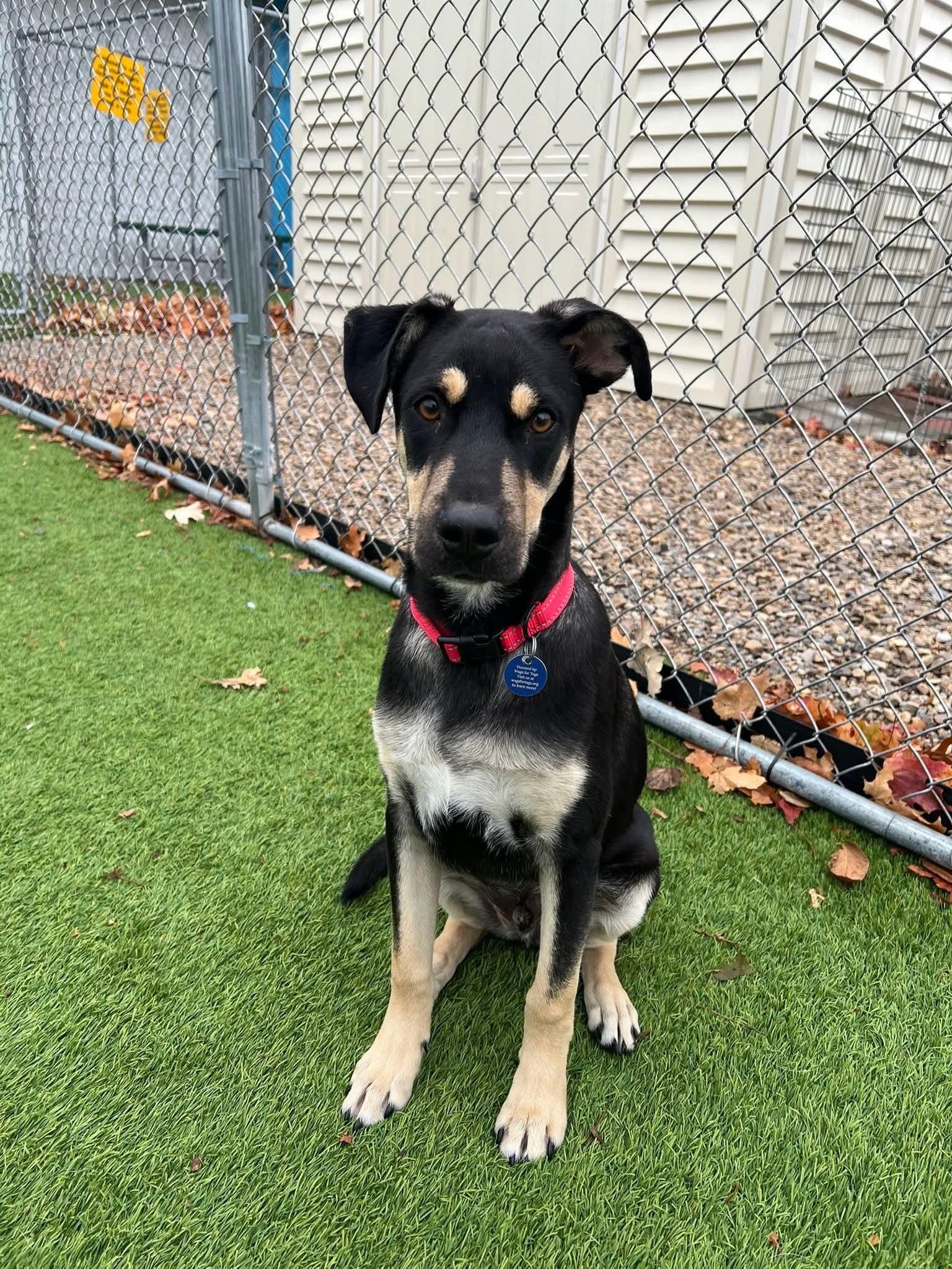 Vin Diesel, a Adoptable mixed breed in Cedar Rapids, IA image 4/5