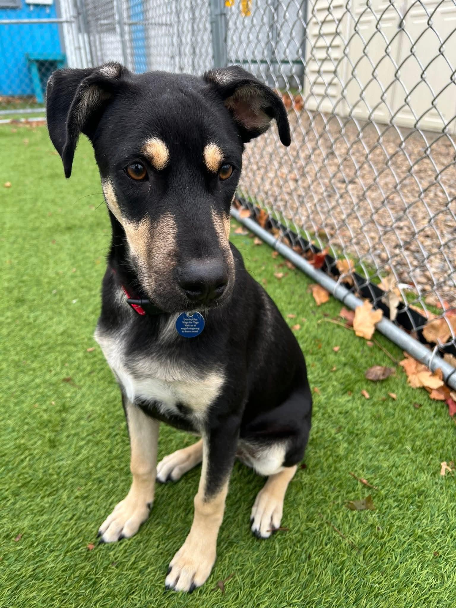 Vin Diesel, a Adoptable mixed breed in Cedar Rapids, IA image 5/5