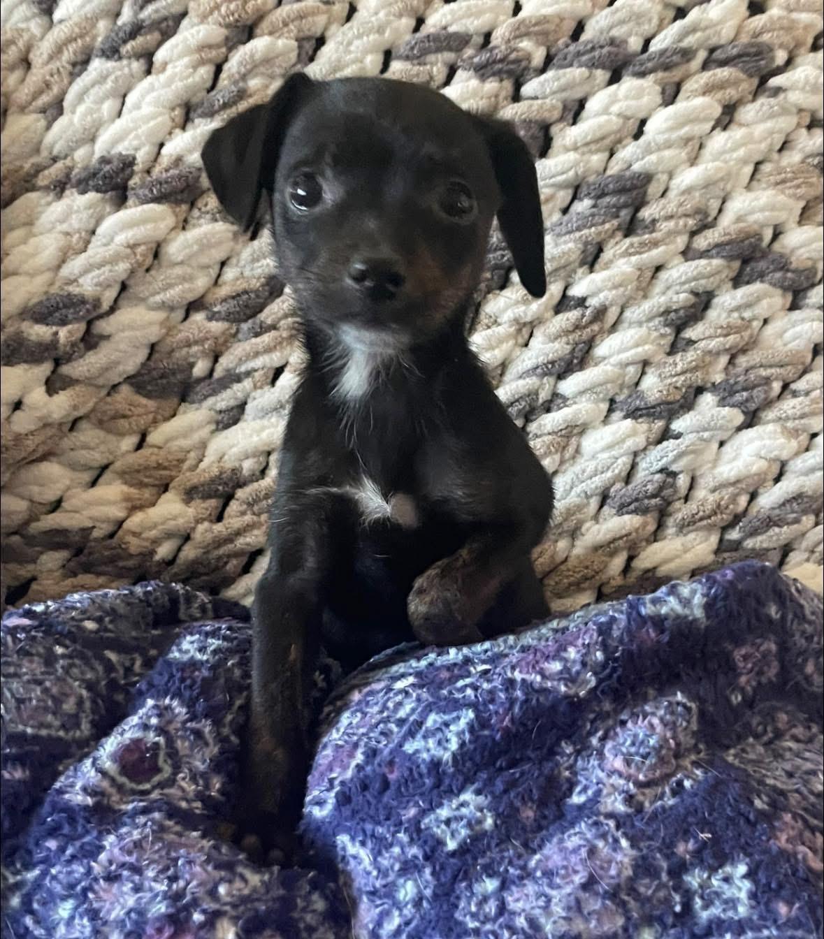 Enlarge Candy, an adopted mixed breed in Woodbury, NJ image 1/1