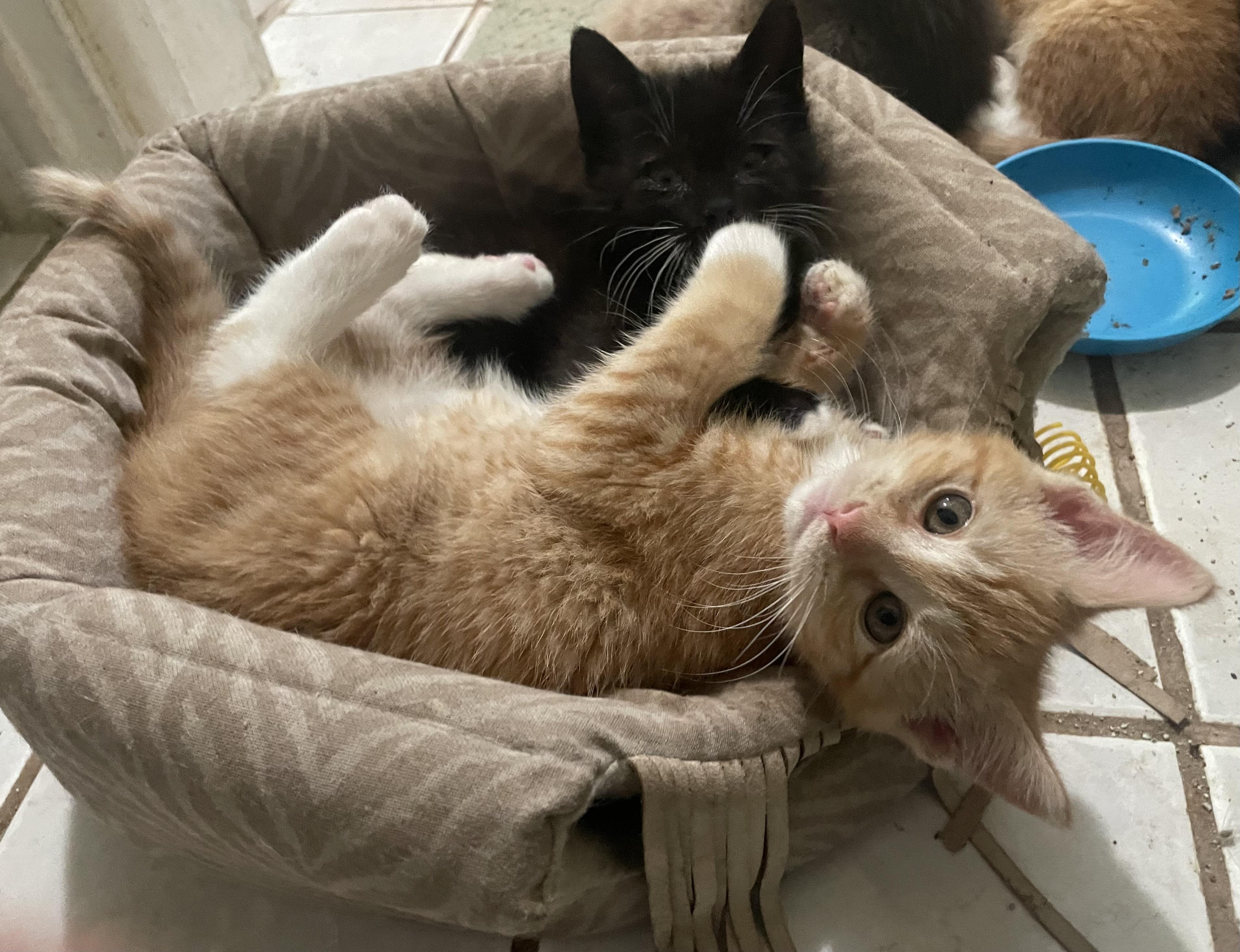 Rusty, a ADOPTABLE Domestic Short Hair in Troy, NY image 2/2