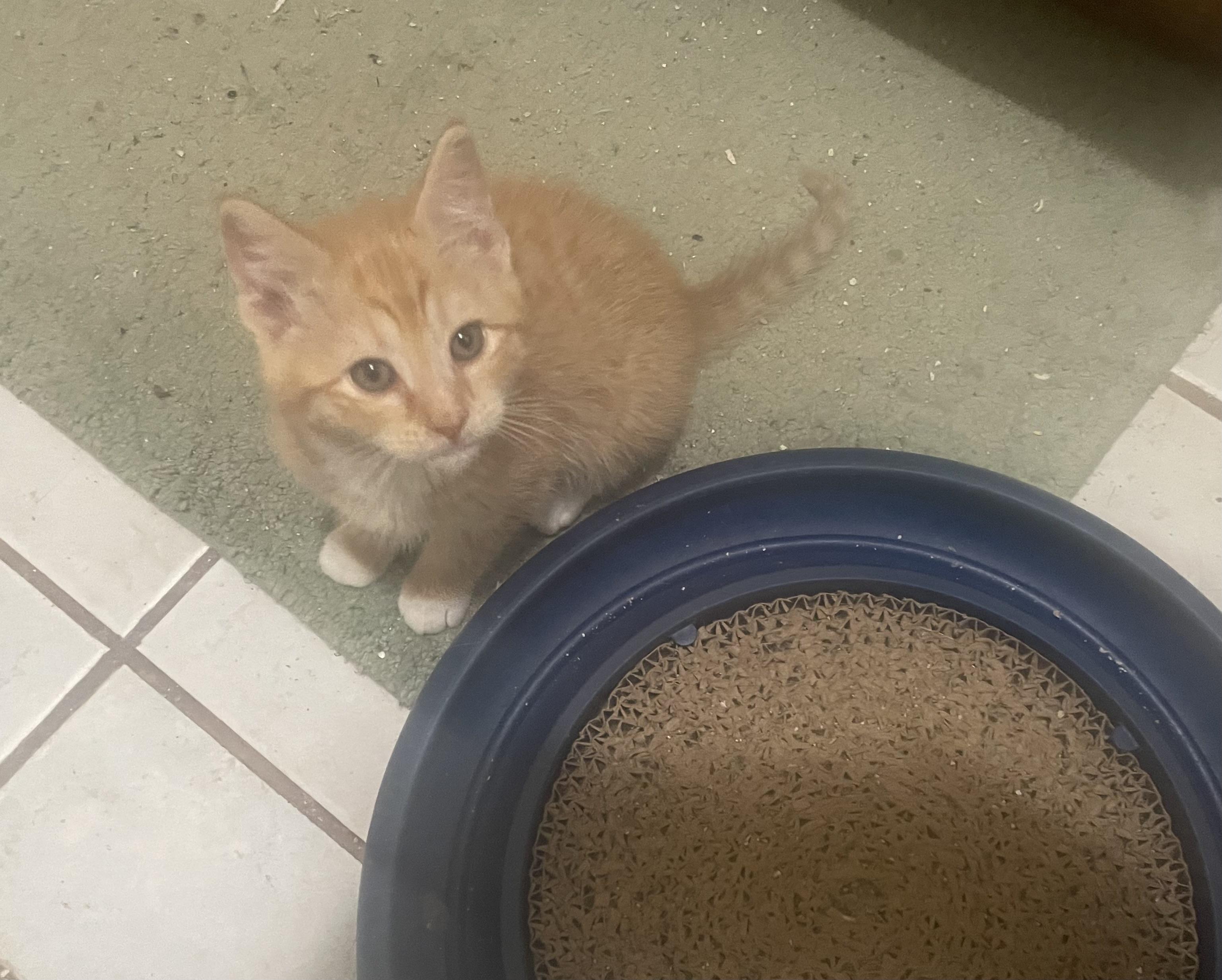 Rusty, ADOPTABLE, Kitten Male Domestic Short Hair.