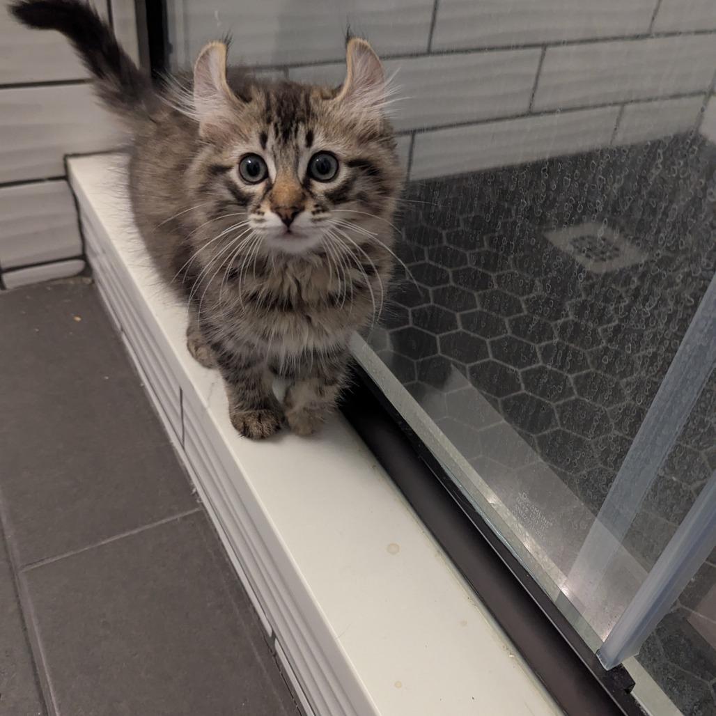 Barnaby, Adoptable, Young Male Domestic Short Hair.