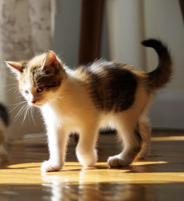 April & her kittens, an adopted Domestic Long Hair in Staten island, NY image 6/6