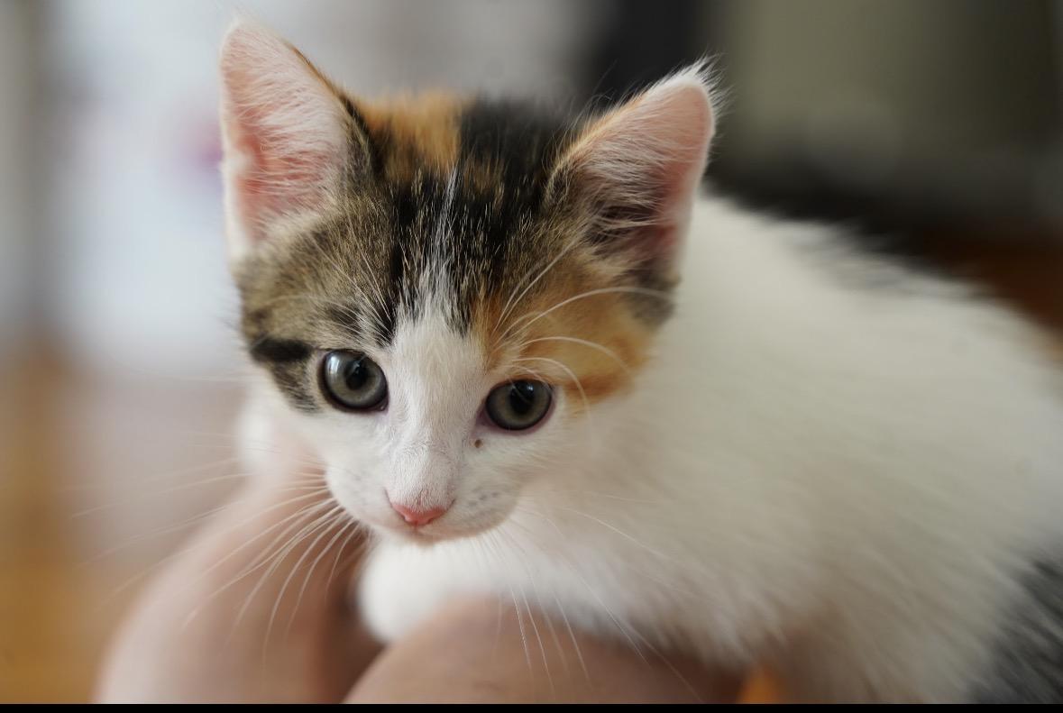 April & her kittens, an adopted Domestic Long Hair in Staten island, NY image 2/6