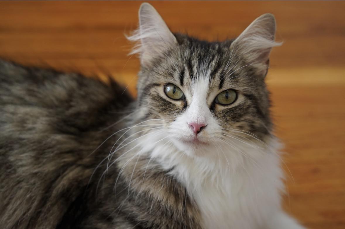 April & her kittens, an adopted Domestic Long Hair in Staten island, NY image 4/6
