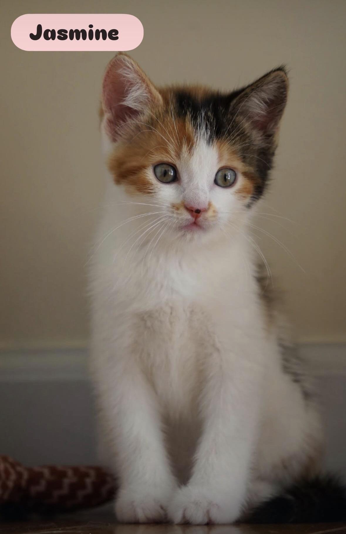 April & her kittens, an adopted Domestic Long Hair in Staten island, NY image 1/6