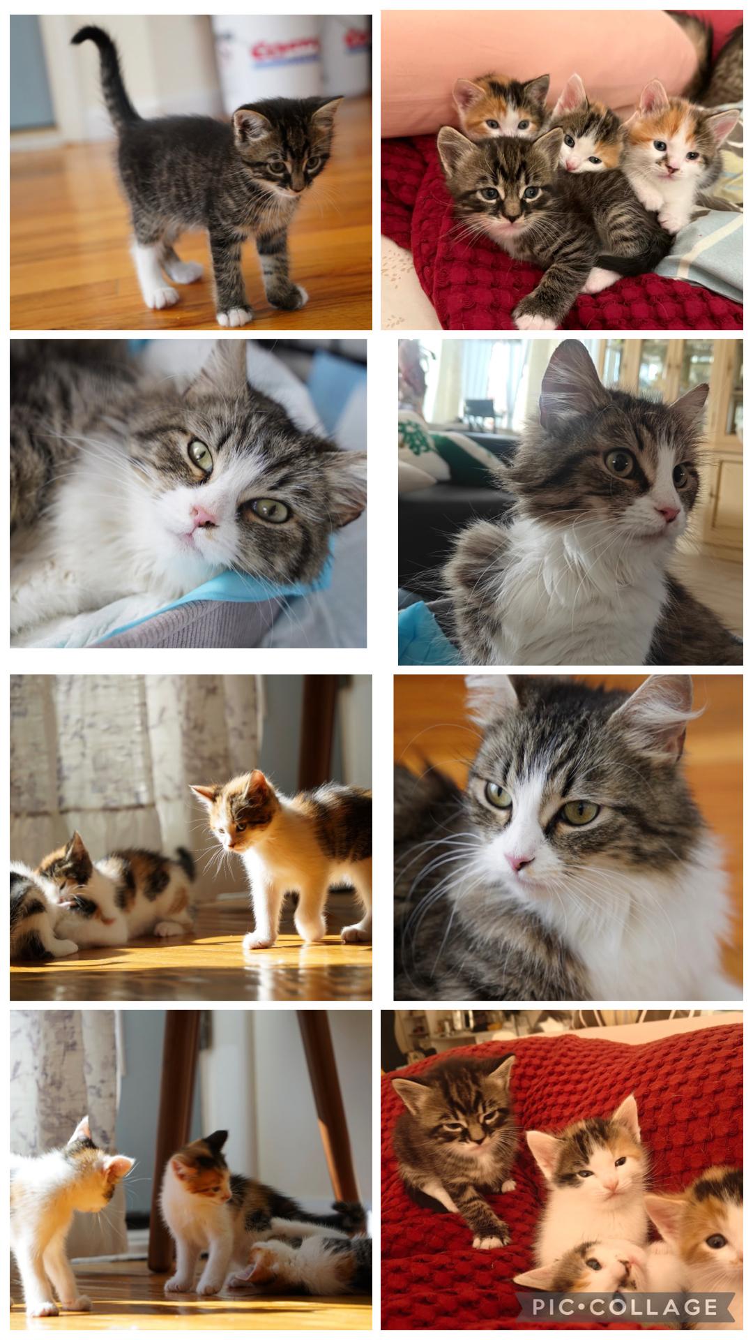 April & her kittens, an adopted Domestic Long Hair in Staten island, NY image 5/6
