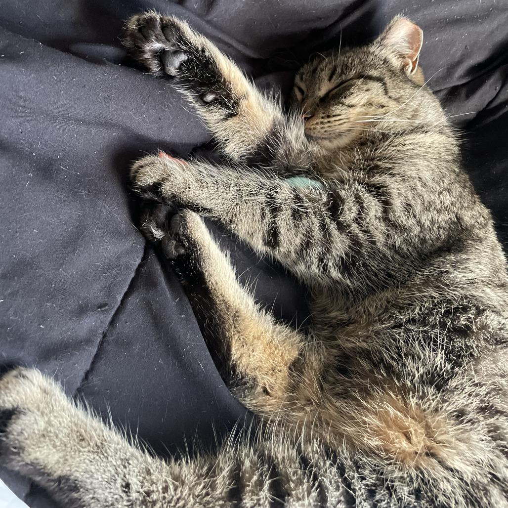 Millie B — thumbnail 2