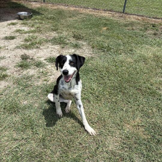Enlarge Laffy Taffy, a ADOPTABLE mixed breed in Valdosta, GA image 2/5
