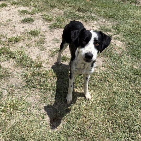 Enlarge Laffy Taffy, a ADOPTABLE mixed breed in Valdosta, GA image 1/5