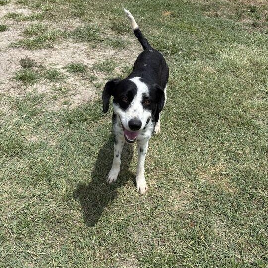 Enlarge Laffy Taffy, a ADOPTABLE mixed breed in Valdosta, GA image 4/5