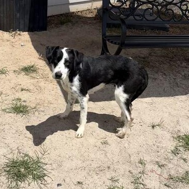 Enlarge Laffy Taffy, a ADOPTABLE mixed breed in Valdosta, GA image 5/5