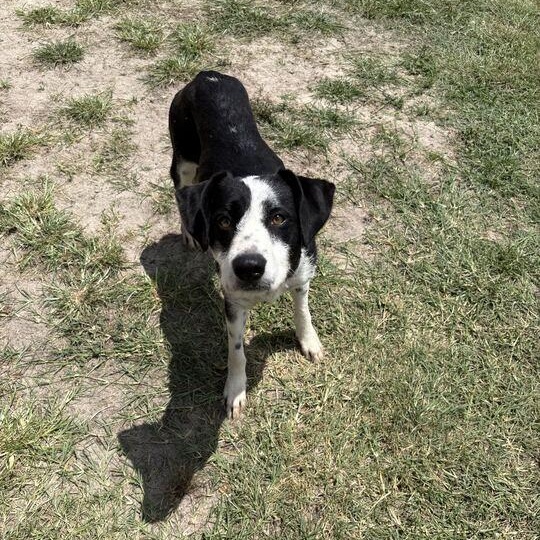Enlarge Laffy Taffy, a ADOPTABLE mixed breed in Valdosta, GA image 3/5