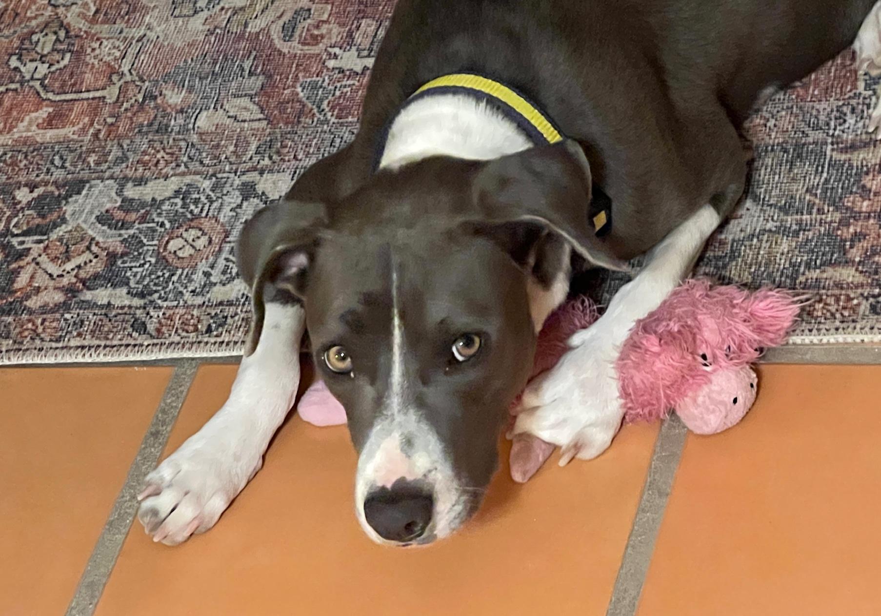Enlarge Catarina, a ADOPTABLE mixed breed in Scottsdale, AZ image 2/6