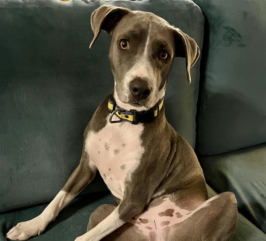 Catarina, a ADOPTABLE mixed breed in Scottsdale, AZ image 1/2