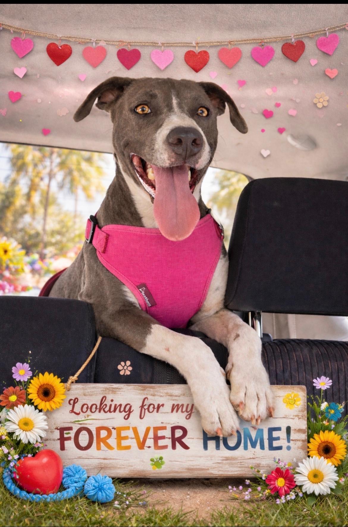Enlarge Catarina, a ADOPTABLE mixed breed in Scottsdale, AZ image 5/6