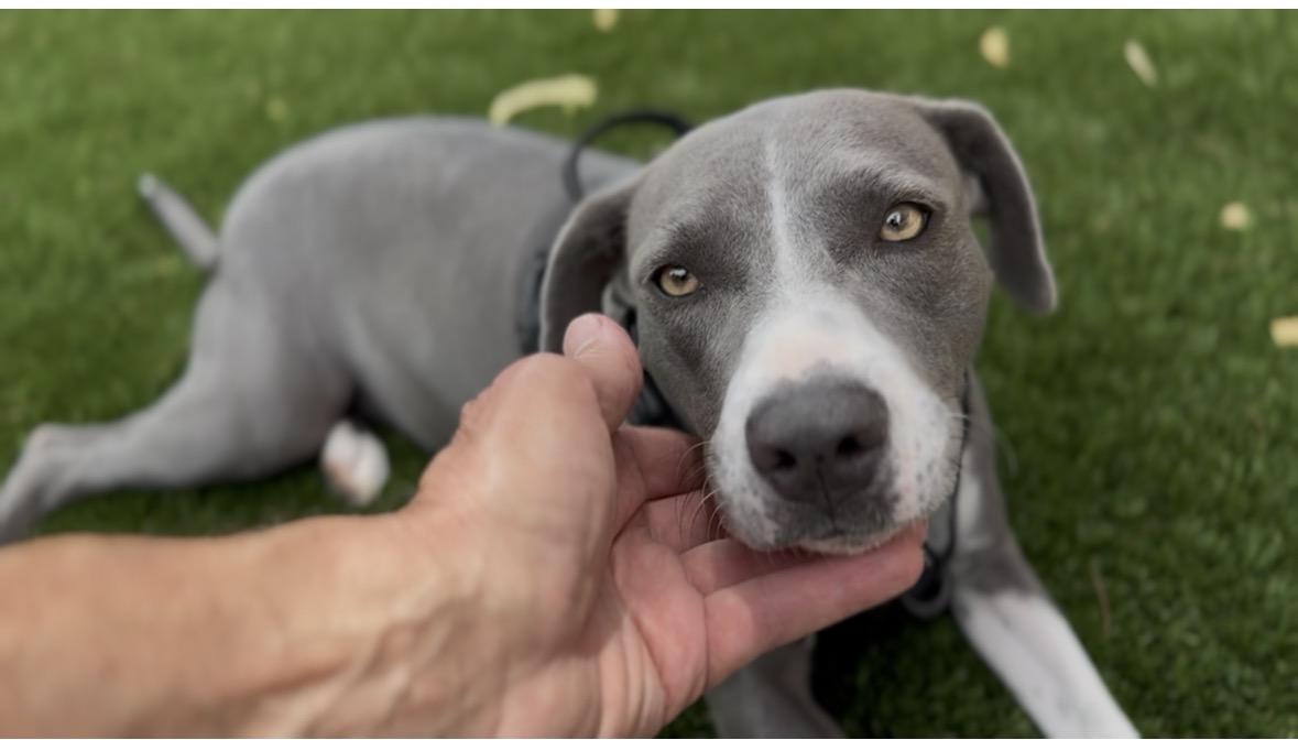 Catarina, a ADOPTABLE mixed breed in Scottsdale, AZ image 6/6