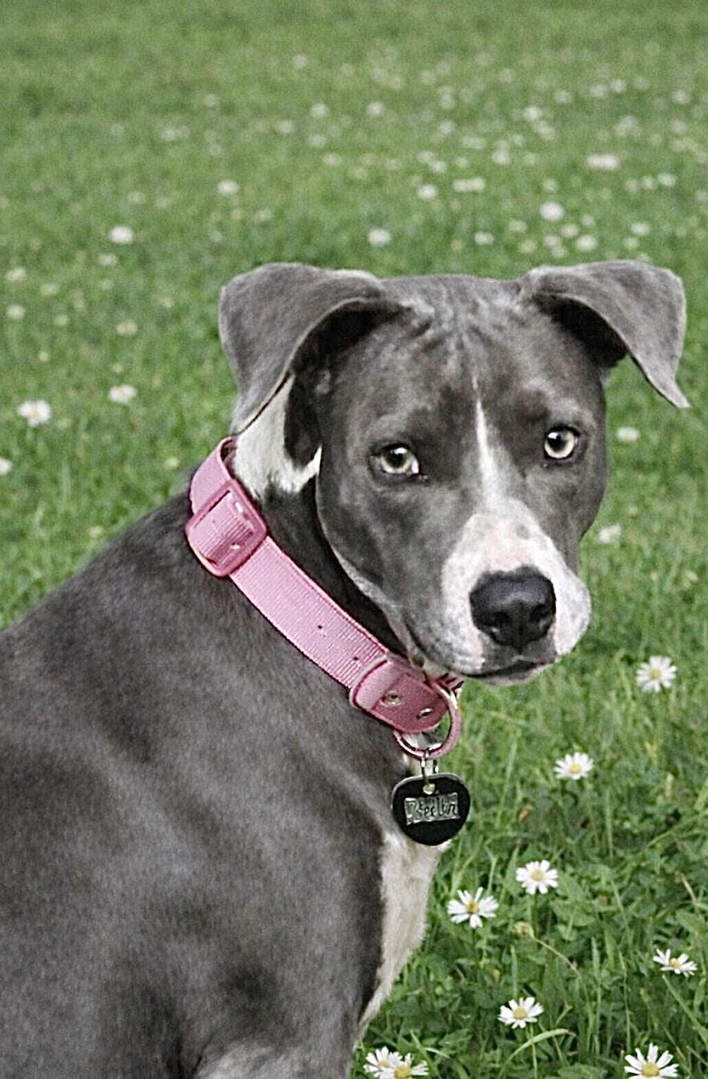 Enlarge Catarina, a ADOPTABLE mixed breed in Scottsdale, AZ image 4/6