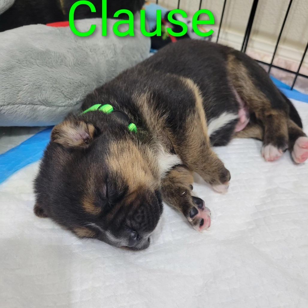 Claus, Adoptable, Puppy Male Mixed Breed.
